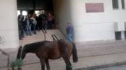 Cavallo-libero-al-tribunale-di-Termini-Imerese-21-11-2012