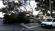 Gli-alberi-di-Via-Palermo-a-Termini-nei-pressi-del-Cimitero